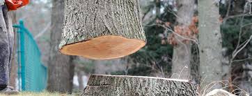 Best Arborist Consultation Services  in Hokendauqua, PA